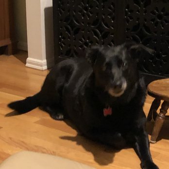 Washington German Shepherd Rescue - Pet Adoption Near Me Washington German Shepherd Rescue - Pet Adoption Near Me