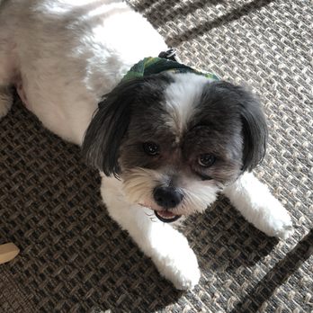 Guiding Light Pet Euthanasia - Veterinarians Near Me Guiding Light Pet Euthanasia - Veterinarians Near Me