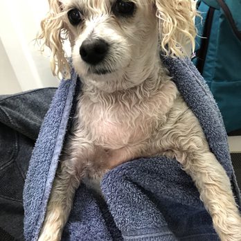Ventura Pet Barn - Twinkle's bath time - Pet Stores Near Me - Ventura, California Ventura Pet Barn - Twinkle's bath time - Pet Stores Near Me - Ventura, California