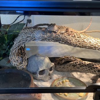 Petco - Spikes pad - Pet Training Near Me - Auburn, California Petco - Spikes pad - Pet Training Near Me - Auburn, California