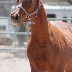 Tanque Verde Stables - Polo