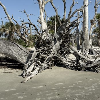 Driftwood Beach - Entrance. - Beaches Near Me - Jekyll Island, Georgia Driftwood Beach - Entrance. - Beaches Near Me - Jekyll Island, Georgia