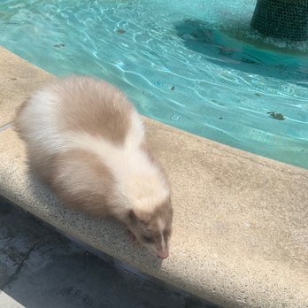 Pride of Polk County - A madam had a skunk per with her! - Winter Haven, Florida Pride of Polk County - A madam had a skunk per with her! - Winter Haven, Florida