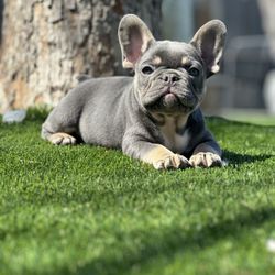 Tex Turf