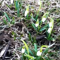 Crow Island Woods - Spring as sprung