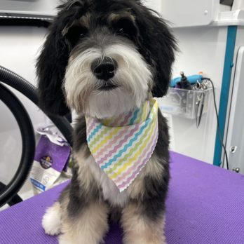 Pups Mobile Spa - First Puppy Groom and she did so well! - Pet Groomers Near Me - St. Louis, Missouri Pups Mobile Spa - First Puppy Groom and she did so well! - Pet Groomers Near Me - St. Louis, Missouri