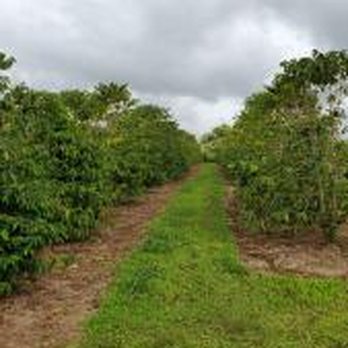 Ka'u Coffee Mill - The Rows of Coffee Plants - Coffee & Tea Near Me - Pahala, Hawaii