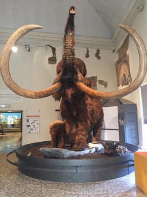 Civic Museum of Natural Sciences in Bergamo by null