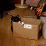 Cat Doctors