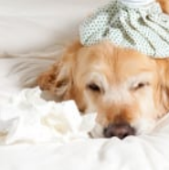 Gulfport Veterinarian Image