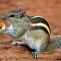 Photo of American Bio-Tech Wildlife Services