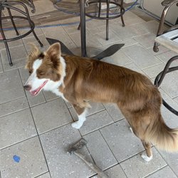 The Ark Pet Salon - My boarder collie
