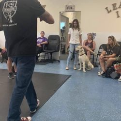 Canine Connection Dog Training