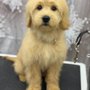 Photo of Nicole’s Wicked Mutts Dog Grooming
