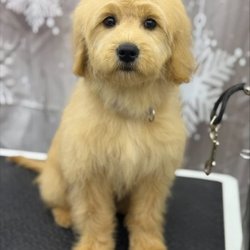 Nicole’s Wicked Mutts Dog Grooming - Happy client