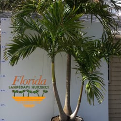 Florida Landscape Nursery - Adonidia Palm