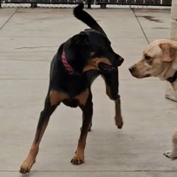 Katie: Pet Vet on Wheels - Back to playing like nothing ever happened!