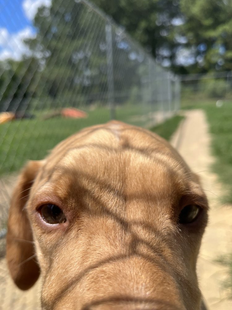 Adorybull Groom & Board Image