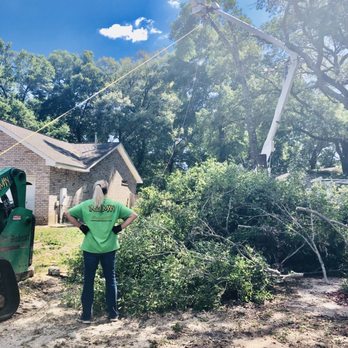Gulf Tree Man - Taking down two large water oaks - Tree Services Near Me - Milton, Florida Gulf Tree Man - Taking down two large water oaks - Tree Services Near Me - Milton, Florida
