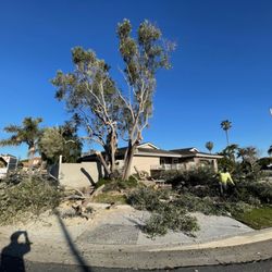 Dan's Tree Service