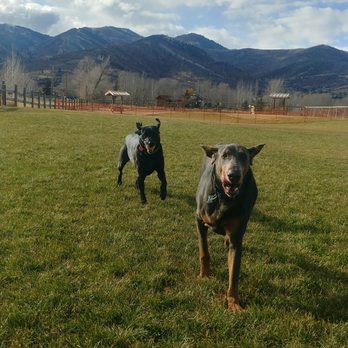 Walk With Us - Willow Park Play date - Pet Sitting Near Me Walk With Us - Willow Park Play date - Pet Sitting Near Me