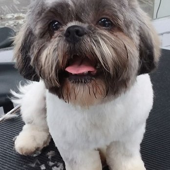 Doggie Depot - Sweet Lucy! - Pet Groomers Near Me - Monroe, North Carolina
