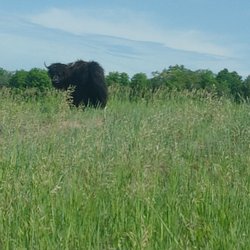 A Yak or Two
