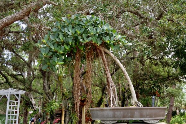Port St. Lucie Botanical Gardens by null