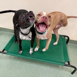 PUPS Pet Club - My fur friend Gotham!