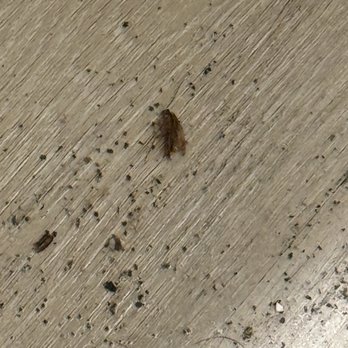 The Stinger Pest Control - German Roach - Pest Control Near Me The Stinger Pest Control - German Roach - Pest Control Near Me