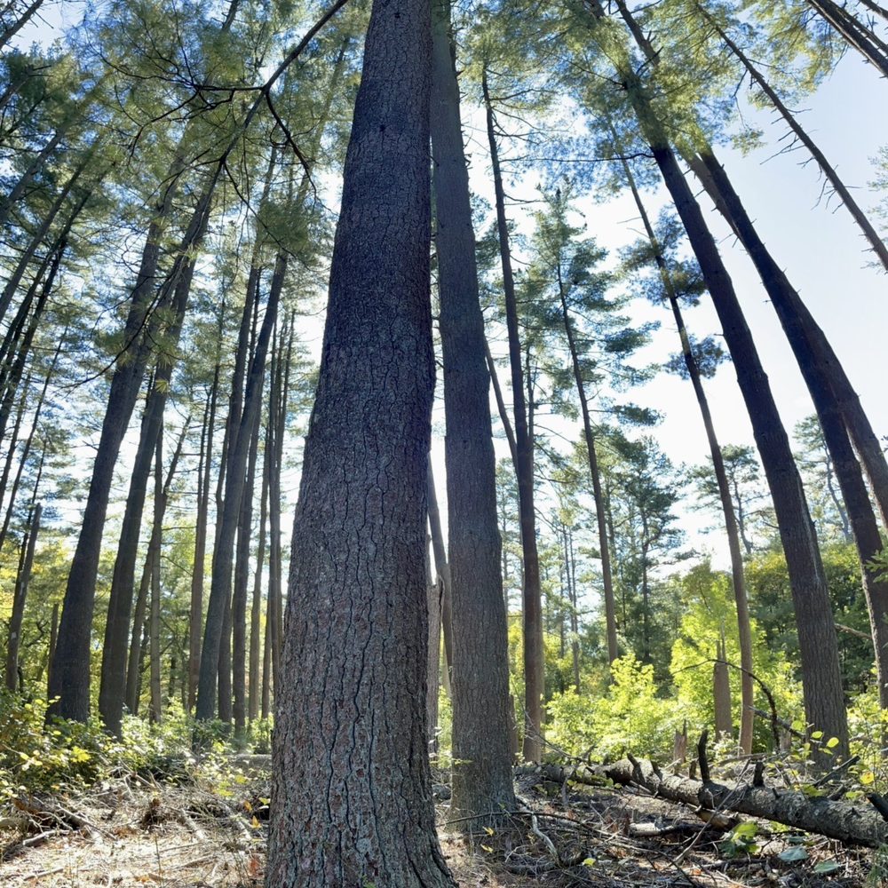Belleplain State Forest - Belleplain walking trail - Parks Near Me - Woodbine, New Jersey