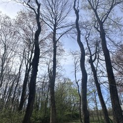 Elijah’s Tree Service
