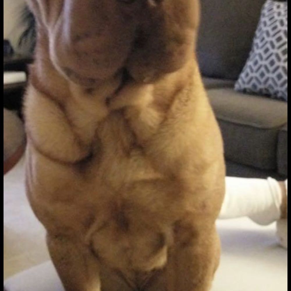Shar pei who's is according to expert jade, contagious. Bleh.