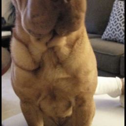 Shar pei who's is according to expert jade, contagious. Bleh.