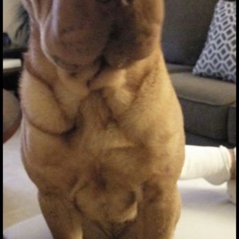 PetSmart - Shar pei who's is according to expert jade, contagious. Bleh. - Pet Stores Near Me - Upland, California