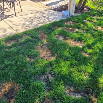 J&M Landscaping - muddy grass that did not get fixed after install - Landscaping Near Me - Temecula, California