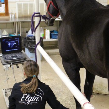 Elgin Veterinary Hospital, A Thrive Pet Healthcare Partner - Ultrasound - Veterinarians Near Me - Elgin, Texas