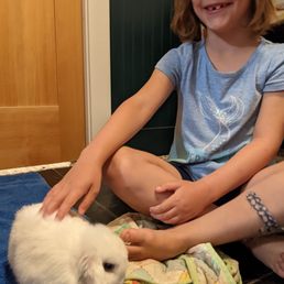 This bunny is gentle and calm enough for a new pet owner. This bunny is gentle and calm enough for a new pet owner.