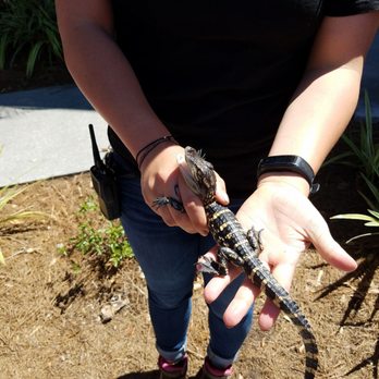 Gatorland - Baby alligator - Zoos Near Me - Orlando, Florida Gatorland - Baby alligator - Zoos Near Me - Orlando, Florida