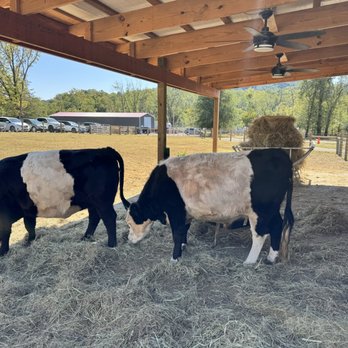 Belties - Coffee Roasteries Near Me - Nellysford, Virginia Belties - Coffee Roasteries Near Me - Nellysford, Virginia