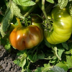 Nunez Farm - Huge organic heirloom tomatoes