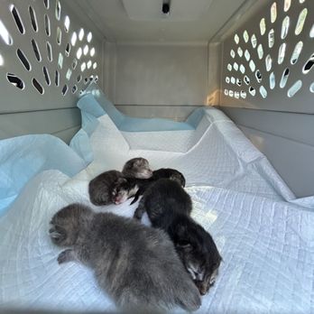 SAGE Veterinary Centers - Concord - first day we picked them up to foster them. - Veterinarians Near Me - Concord, California SAGE Veterinary Centers - Concord - first day we picked them up to foster them. - Veterinarians Near Me - Concord, California