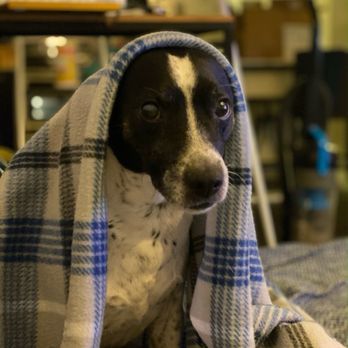 Buda Veterinary Care - This is Milo our 16 year-old terrier mix - Veterinarians Near Me - Buda, Texas Buda Veterinary Care - This is Milo our 16 year-old terrier mix - Veterinarians Near Me - Buda, Texas