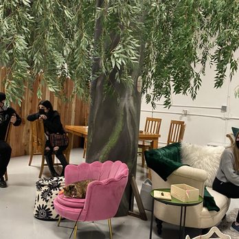 Kitty Kisses Cat Cafe - Themed Cafes Near Me - Reno, Nevada Kitty Kisses Cat Cafe - Themed Cafes Near Me - Reno, Nevada
