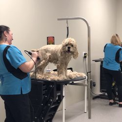 mobile pet grooming rancho cordova