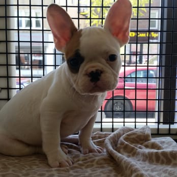 Crosby Pet Center - Pet Stores Near Me - Bronx, New York