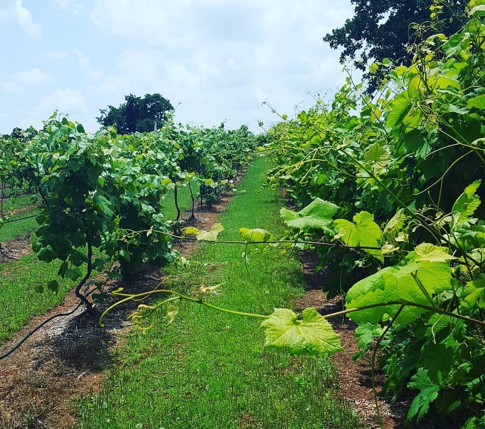 Wildhorse Canyon Farms - vineyard in Luther, OK
