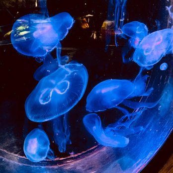 Austin Aquarium - Jellies - Aquariums Near Me - Austin, Texas Austin Aquarium - Jellies - Aquariums Near Me - Austin, Texas