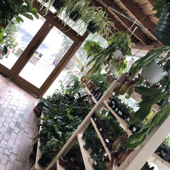 For Garden's Sake - House plants! - Nurseries & Gardening Near Me - Durham, North Carolina