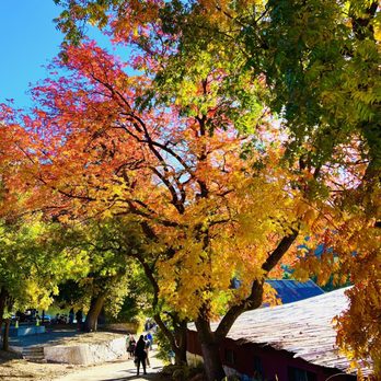 Snow-Line Orchard - Outside in the Fall - Fruits & Veggies Near Me - Oak Glen, California Snow-Line Orchard - Outside in the Fall - Fruits & Veggies Near Me - Oak Glen, California